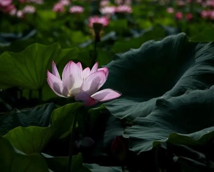 Sensación Serena - portada