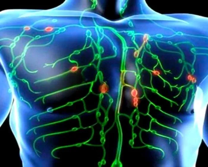 Circulación Zen - +34 617510477 - immagine 3 di 4