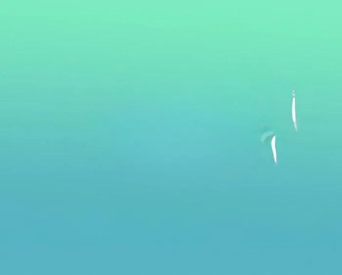 Equilibrio Vital - portada