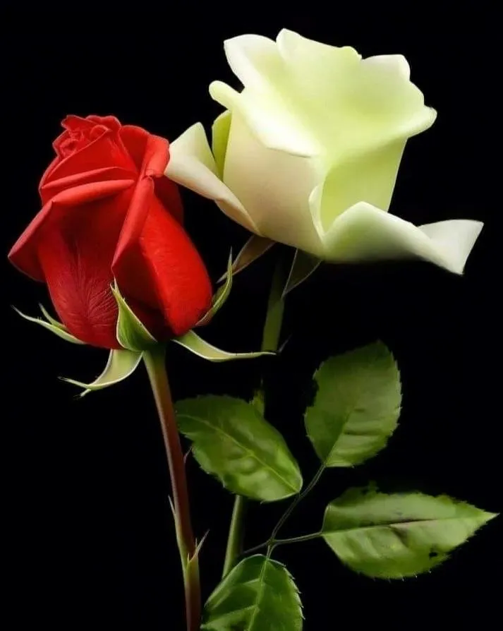 Masajes Lisboa Alcorcón - +34 613143254 - copertina